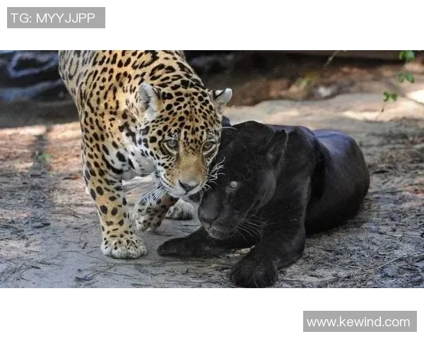 黑豹与美洲豹的生存之争：谁才是真正的丛林霸主